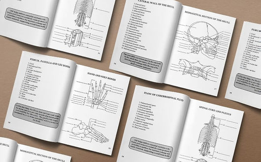 Human Anatomy Coloring Book: 100+ Illustrations In The Anatomy & Physiology Workbook For Adults, Nurses, High School & Medical Students With 30 Fun Facts About Body Systems